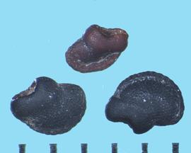  Harrisia martinii . Seeds with a large rib around the apical half of the seed margin.