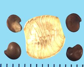  Hedysarum boreale  ssp.  boreale.  Dark brown seeds with pods.