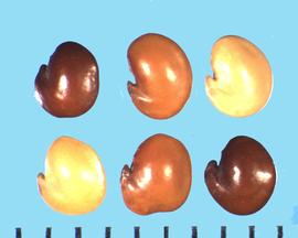  Hedysarum coronarium.  Light, medium, and dark brown seeds with a sharp, pointed hilum lobe. 