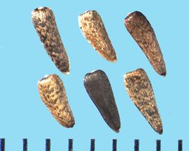  Heliomeris multiflora.  Black and brown mottled achenes.