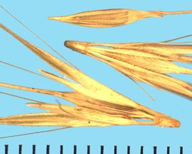  Hordeum murinum  ssp.  glaucum.  Spikelets with pubescent glumes.