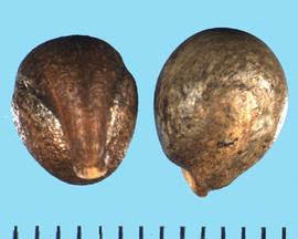  Cleome isomeris.  True seeds with large grooves on either side of the radicle lobe.