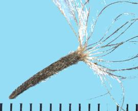  Liatris punctata.  Achenes with a pointed basal end. 