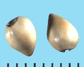  Lithospermum ruderale.  Shiny and porcelain-like nutlets with an apex with a crown. 