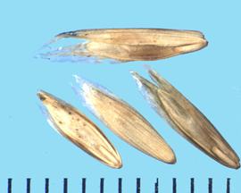  Melica californica.  Lemma has seven longitudinal ribs.