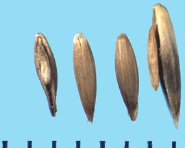  Melica imperfecta.  Florets often have a sterile floret attached to the rachilla. 