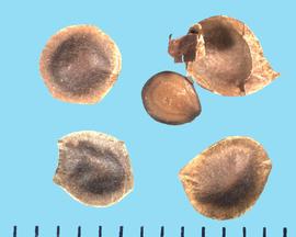  Mimosa pudica.  Loments with seeds that can break out of the loment cover. 