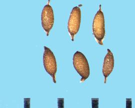  Diplacus longiflorus.  Seeds with reticulation rows that are longitudinal and semi-transparent.