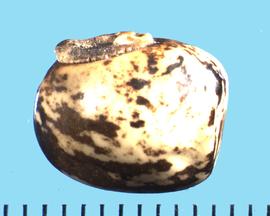  Mucuna pruriens  var.  utilis.  Seeds that are light and dark brown mottled, with some white. 