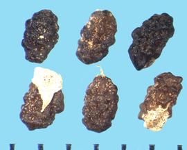  Nemophila menziesii.  Seed surfaces are irregularly covered with light brown spots.
