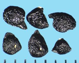  Allium neapolitanum.  Irregular ovate true seeds. 