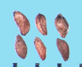  Oenothera perennis.  True seeds with a large marginal rib. 