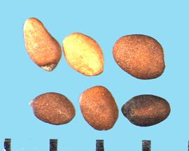  Origanum majorana.  Nutlets in various shades of brown. 