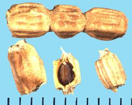  Ornithopus sativus.  The fruit coat segment encloses a true seed. 