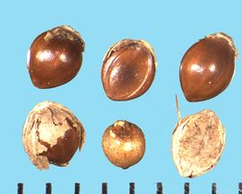  Paspalum scrobiciulatum . Florets with fragments of the glumes are often attached to the base of the floret. 