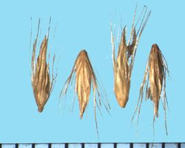  Cenchrus caudatus.  Florets with many filaments attached to the callus. 