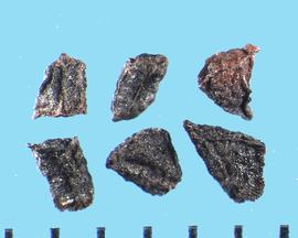  Penstemon spectabilis.  Black true seeds with a very irregular shape.