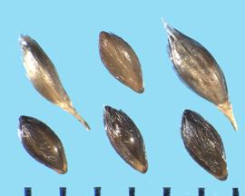  Piptatheropsis micrantha.  Florets with light striations on the florets and glumes.