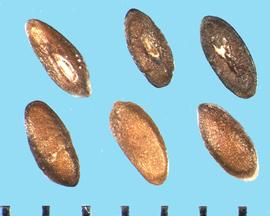  Plantago media.  True seeds with a rounded dorsal side and a slightly concave ventral side.