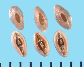  Plantago ovata.  True seeds with a brown longitudinal bar on the dorsal side and V-shaped bars in the ventral cavity.