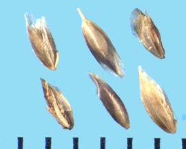  Poa supina.  Florets with a woolly central lemma and marginal nerves , and a lemma apex that is sometimes transparent. 