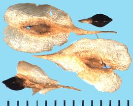  Polygonum cuspidatum.  Black achenes that are partly or wholly enclosed by sepals. 