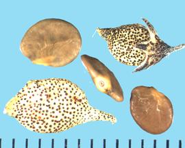  Psoralidium tenuiflorum.  True seeds that are borne singly in a pod that is white with dark spots.