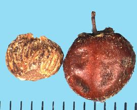  Rhus aromatica  var.  aromatica.  True seeds that are often not free of fruit tissue. 