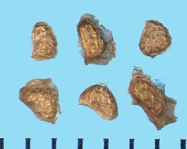  Rubus ellipticus.  Achenes with translucent fruit material. 