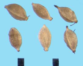  Scirpus cyperinus.  Three-sided achenes with a ridge between the sides. 