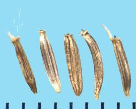 Senecio atratus.  Achenes with circumferential constriction below the pappus crown and above the base. 