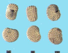  Silene antirrhina.  True seeds with small pads on either side of the hilum. 