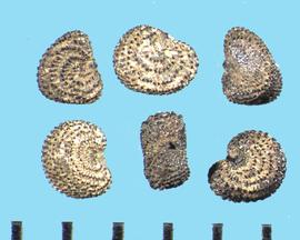  Silene conoidea.  True seeds with black-tipped tubercles that are arranged in rows parallel to the hilum.