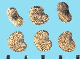  Silene csereii.  True seeds with a recessed hilum in the concave part of the margin, with small lateral pads. 