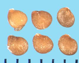  Solanum physalifolium.  True seeds with bases within the reticulations that are shiny.