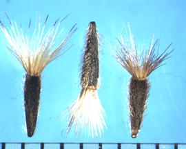  Solidago altissima.  Hairy achenes with a dense pappus. 