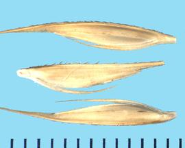  Spartina pectinata . Florets with a long acuminate rachilla. 