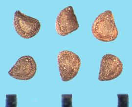  Spergularia rubra.  True seeds with a strong groove near the margin following the curved portion of the seed margin.