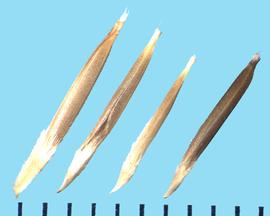  Nassella cernua.  Brown florets with white ends.