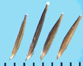  Nassella lepida.  Long and sharp callus that is densely bearded. 
