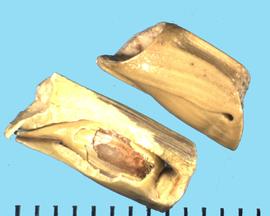  Tripsacum dactyloides.  Rachis segment that contains one floret that is not visible. 