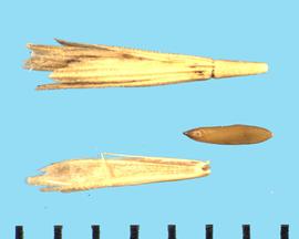  Ventenata dubia.  Florets with glumes that have short bristles. 
