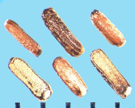  Verbena hastata.  Nutlets that are rounded on the exterior portion and flat on the two internal portions. 