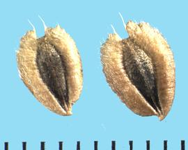  Verbesina encelioides.  Achenes are broad and have hairy marginal wings.