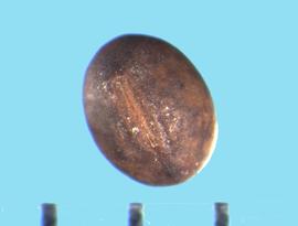  Vicia tetrasperma.  True seed with a longitudinal groove in the center of the hilum. 