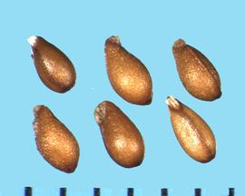  Viola nuttallii.  True seed with one longitudinal line from the base to the apex.