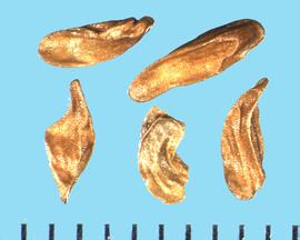  Zigadenus venosus  var.  venosus . True seeds that are light brown but contain some green. 