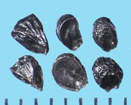  Allium cernuum,  Wedge-shaped true seeds. Shiny, with large marginal and irregular ribs. 