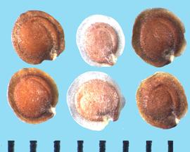  Aurinia saxatilis.  Discoid true seed with persistent remnant of the style often connected to hilum. Circumferential wing either brown or transparent. 