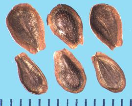  Asclepias curassavica.  True seed with a winged margin and a truncated base. 